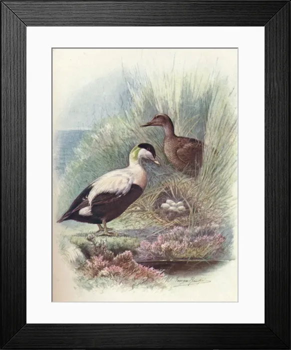 Framed Print : Eider-Duck - Somate ria mollis sima, c1910, (1910). Artist: George James Rankin Framed Print : Eider-Duck - Somate ria mollis sima, c1910, (1910). Artist: George James Rankin
