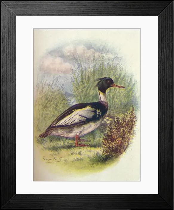 Framed Print : Red-Breasted Merganser - Mer gus serra tor, c1910, (1910). Artist: George James Rankin Framed Print : Red-Breasted Merganser - Mer gus serra tor, c1910, (1910). Artist: George James Rankin