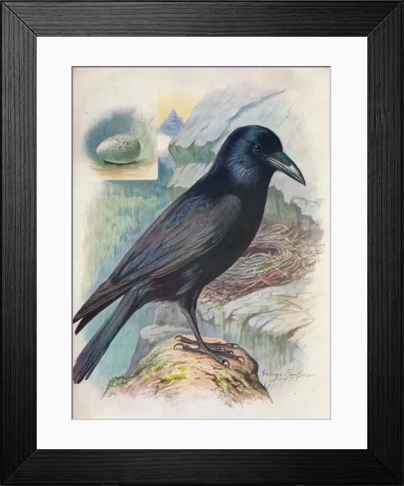 Framed Print : Raven - Cor vus cor ax, c1910, (1910). Artist: George James Rankin Framed Print : Raven - Cor vus cor ax, c1910, (1910). Artist: George James Rankin