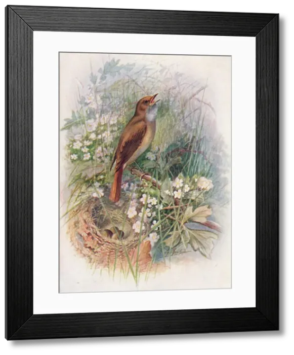 Framed Print : Nightingale - Dau lias luscin ia, c1910, (1910). Artist: George James Rankin Framed Print : Nightingale - Dau lias luscin ia, c1910, (1910). Artist: George James Rankin