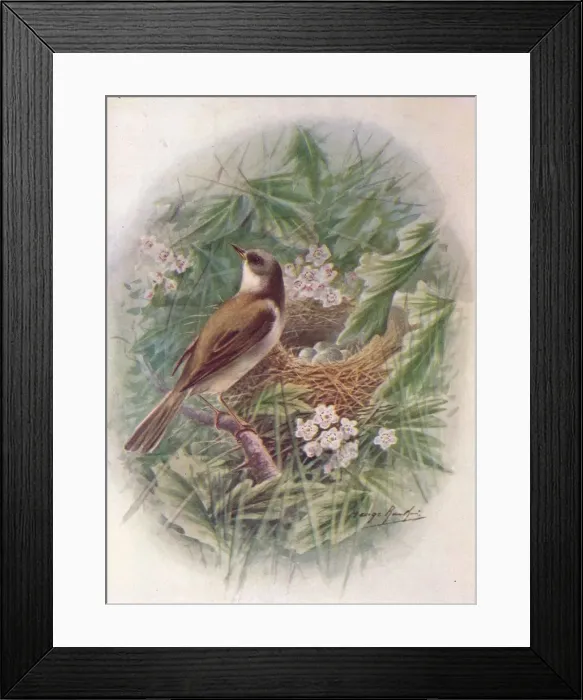 Framed Print : Whitethroat - Syl via cine rea, c1910, (1910). Artist: George James Rankin Framed Print : Whitethroat - Syl via cine rea, c1910, (1910). Artist: George James Rankin
