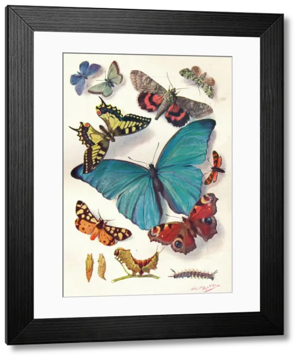 Framed Print : Example of Colour Block Illustration for Scientific Work, c1903 Framed Print : Example of Colour Block Illustration for Scientific Work, c1903