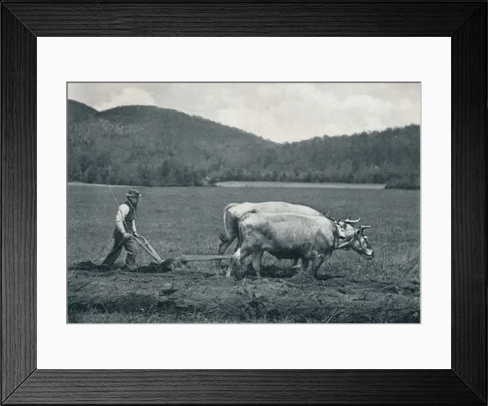 Framed Print : The Ploughman, c1903. Artist: Vernon Royle Framed Print : The Ploughman, c1903. Artist: Vernon Royle