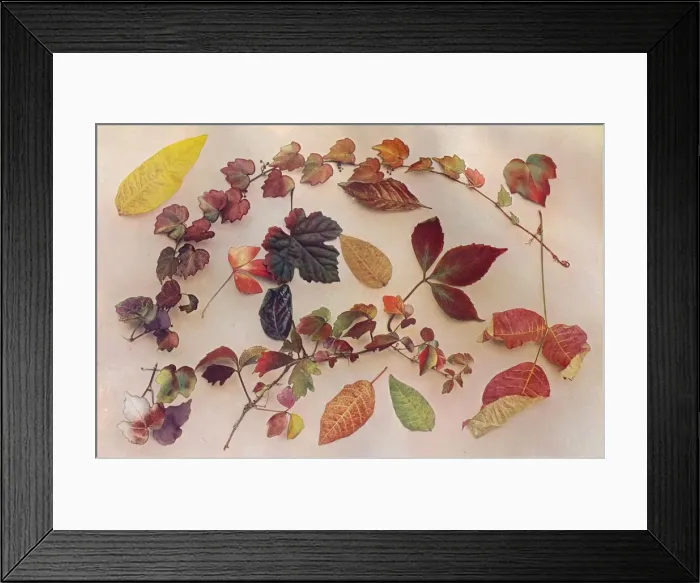 Framed Print : Autumn Tints, c1903. Artist: John Swain & Son Framed Print : Autumn Tints, c1903. Artist: John Swain & Son