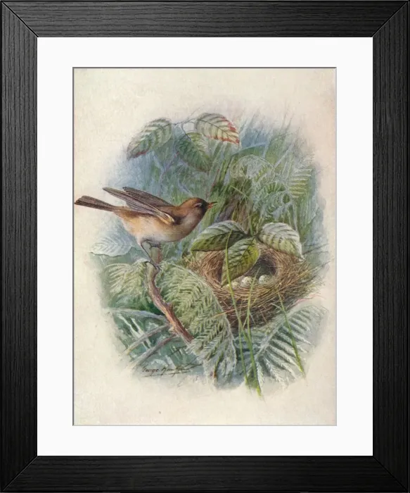 Framed Print : Garden-Warbler - Syl via horten sis, c1910, (1910). Artist: George James Rankin Framed Print : Garden-Warbler - Syl via horten sis, c1910, (1910). Artist: George James Rankin