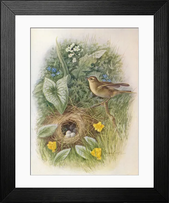 Framed Print : Willow-Wren - Phyllos copus tro chilus, c1910, (1910). Artist: George James Rankin Framed Print : Willow-Wren - Phyllos copus tro chilus, c1910, (1910). Artist: George James Rankin