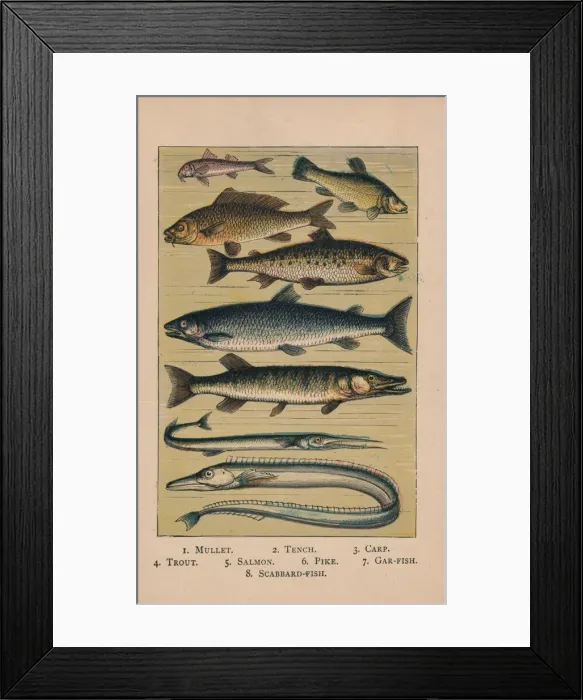 Framed Print : Fish, 1907, (1907) Framed Print : Fish, 1907, (1907)