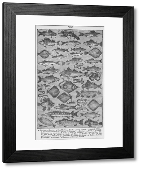 Framed Print : Fish, 1907, (1907) Framed Print : Fish, 1907, (1907)