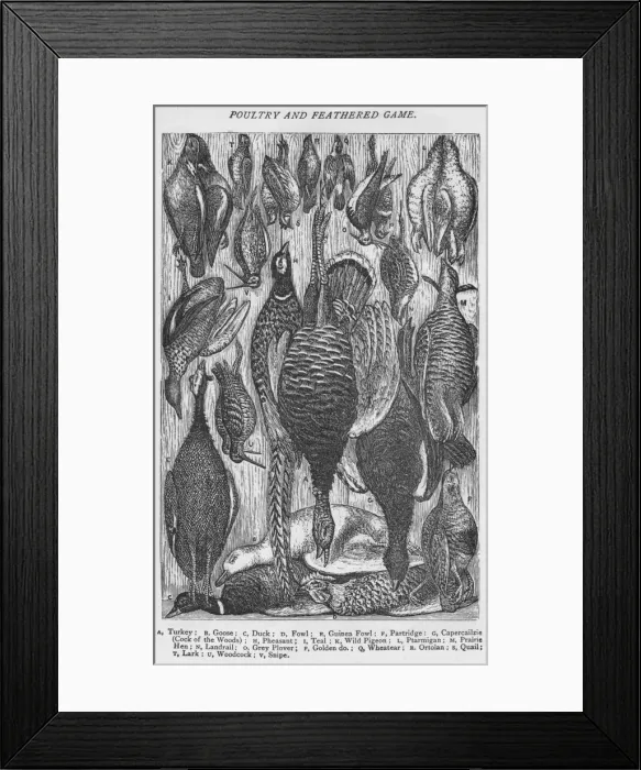 Framed Print : Poultry and Feathered Game, 1907 Framed Print : Poultry and Feathered Game, 1907