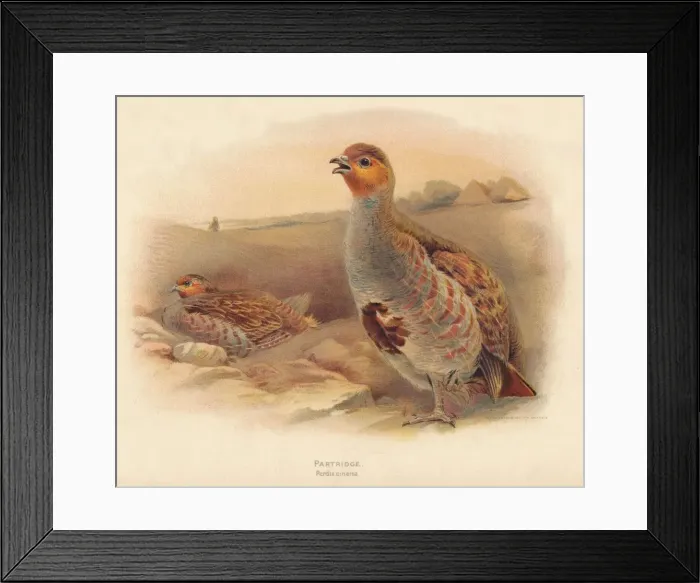 Framed Print : Partridge (Perdix cinerea), 1900, (1900). Artist: Charles Whymper Framed Print : Partridge (Perdix cinerea), 1900, (1900). Artist: Charles Whymper