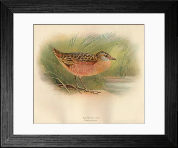 Framed Print : Corn Crake (Crex pratensis), 1900, (1900). Artist: Charles Whymper Framed Print : Corn Crake (Crex pratensis), 1900, (1900). Artist: Charles Whymper