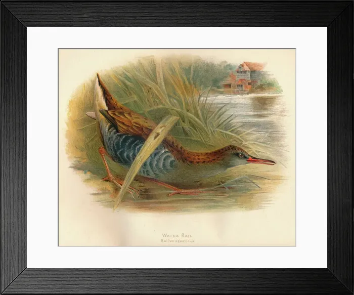 Framed Print : Water Rail (Rallus aquaticus), 1900, (1900). Artist: Charles Whymper Framed Print : Water Rail (Rallus aquaticus), 1900, (1900). Artist: Charles Whymper