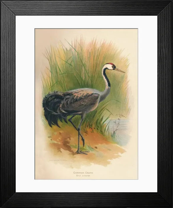 Framed Print : Common Crane (Grus cinerea), 1900, (1900). Artist: Charles Whymper Framed Print : Common Crane (Grus cinerea), 1900, (1900). Artist: Charles Whymper
