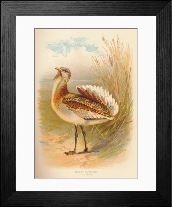 Framed Print : Great Bustard (Otis tarda), 1900, (1900). Artist: Charles Whymper Framed Print : Great Bustard (Otis tarda), 1900, (1900). Artist: Charles Whymper