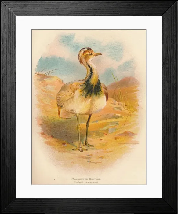 Framed Print : Macqueens Bustard (Houbara macqueeni), 1900, (1900). Artist: Charles Whymper Framed Print : Macqueens Bustard (Houbara macqueeni), 1900, (1900). Artist: Charles Whymper