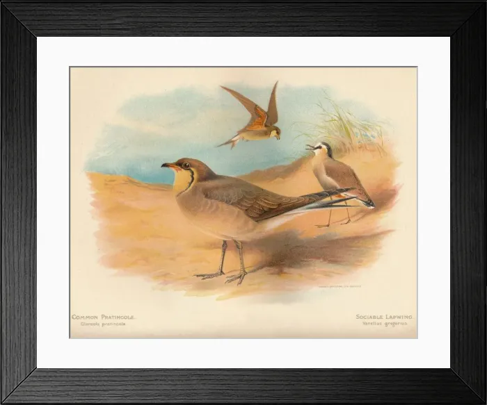 Framed Print : Common Pratincole (Glareola pratincola), Sociable Lapwing (Vanellus gregarius), 1900, (1900). Artist: Charles Whymper Framed Print : Common Pratincole (Glareola pratincola), Sociable Lapwing (Vanellus gregarius), 1900, (1900). Artist: Charles Whymper