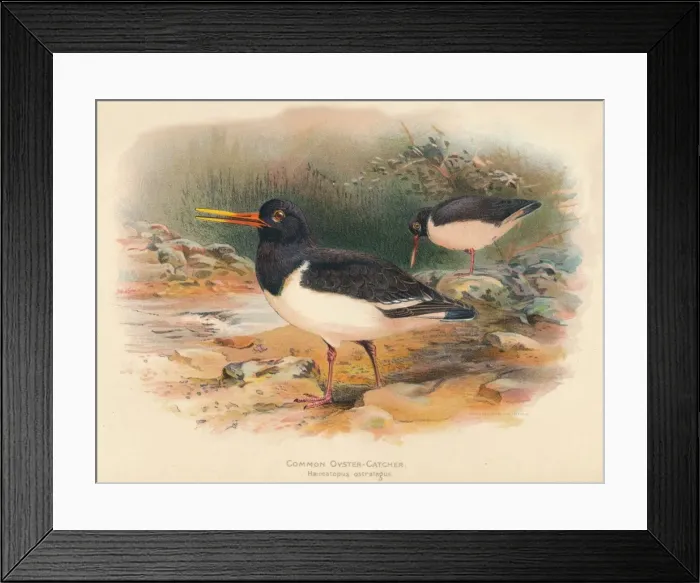 Framed Print : Common Oyster-Catcher (Haematopus ostralegus), 1900, (1900). Artist: Charles Whymper Framed Print : Common Oyster-Catcher (Haematopus ostralegus), 1900, (1900). Artist: Charles Whymper