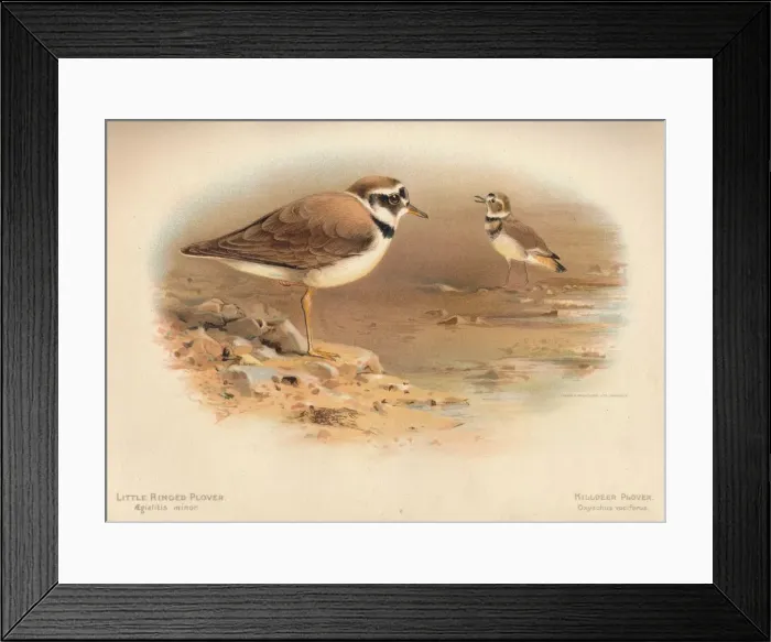 Framed Print : Little Ringed Plover (Aegialitis minor), Killdeer Plover (Oxyechus vociferus), 1900, (1900). Artist: Charles Whymper Framed Print : Little Ringed Plover (Aegialitis minor), Killdeer Plover (Oxyechus vociferus), 1900, (1900). Artist: Charles Whymper