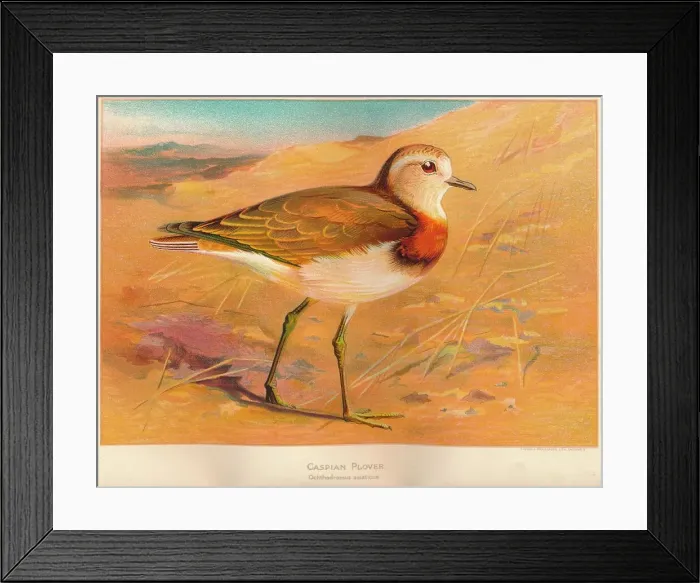 Framed Print : Caspian Plover (Ochthodromus asiaticus), 1900, (1900). Artist: Charles Whymper Framed Print : Caspian Plover (Ochthodromus asiaticus), 1900, (1900). Artist: Charles Whymper