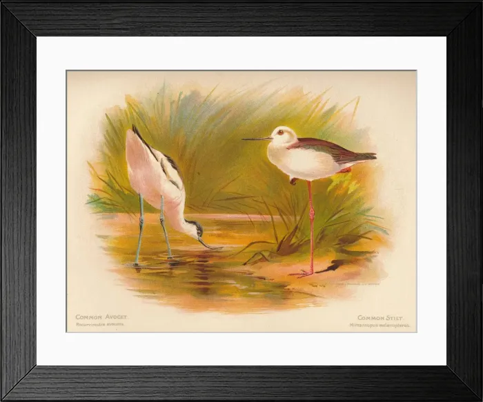 Framed Print : Common Avocet (Recurvirostra avocetta), Common Stilt (Himantopus melanopterus), 1900, (1900). Artist: Charles Whymper Framed Print : Common Avocet (Recurvirostra avocetta), Common Stilt (Himantopus melanopterus), 1900, (1900). Artist: Charles Whymper