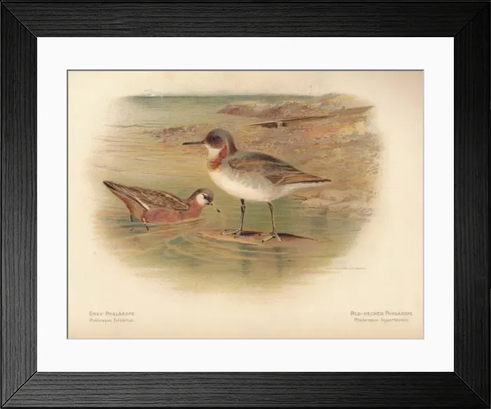 Framed Print : Grey Phalarope (Phalaropus fulicarius), Red-Necker Phalarope (Phalaropus hyperboreus), 1900, (1900 Artist: Charles Whymper Framed Print : Grey Phalarope (Phalaropus fulicarius), Red-Necker Phalarope (Phalaropus hyperboreus), 1900, (1900 Artist: Charles Whymper