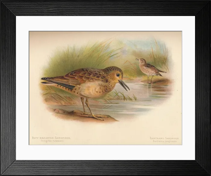 Framed Print : Buff-Breasted Sandpiper (Tringites rufescns), Bartrams Sandpiper (Bartramia longicauda), 1900, (1 Artist: Charles Whymper Framed Print : Buff-Breasted Sandpiper (Tringites rufescns), Bartrams Sandpiper (Bartramia longicauda), 1900, (1 Artist: Charles Whymper