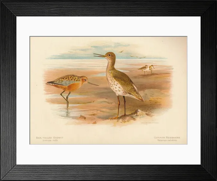 Framed Print : Bar-Tailed Godwit (Limosa rufa), Common Redshank (Totanus), 1900, (1900). Artist: Charles Whymper Framed Print : Bar-Tailed Godwit (Limosa rufa), Common Redshank (Totanus), 1900, (1900). Artist: Charles Whymper