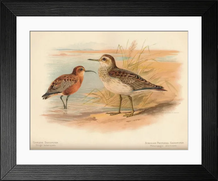 Framed Print : Curlew Sandpiper (Tringa subarquata), Siberian Pectoral Sandpiper (Heteropygia acuminata), 1900, ( Artist: Charles Whymper Framed Print : Curlew Sandpiper (Tringa subarquata), Siberian Pectoral Sandpiper (Heteropygia acuminata), 1900, ( Artist: Charles Whymper