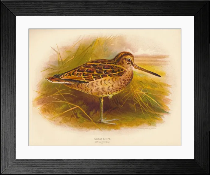 Framed Print : Great Snipe (Gallinago major), 1900, (1900). Artist: Charles Whymper Framed Print : Great Snipe (Gallinago major), 1900, (1900). Artist: Charles Whymper