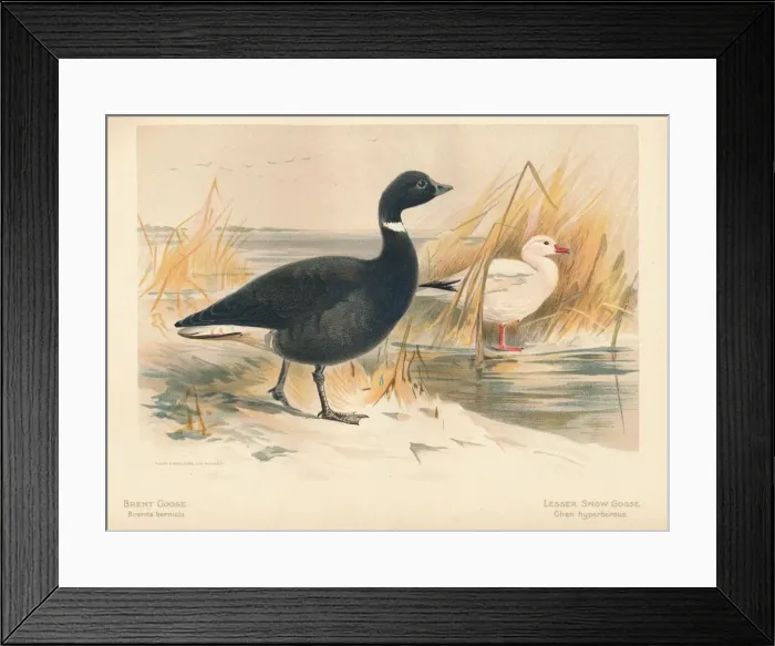 Framed Print : Brent Goose (Branta bernicla), Lesser Snow Goose (Chen hyperboreus), 1900, (1900). Artist: Charles Whymper Framed Print : Brent Goose (Branta bernicla), Lesser Snow Goose (Chen hyperboreus), 1900, (1900). Artist: Charles Whymper