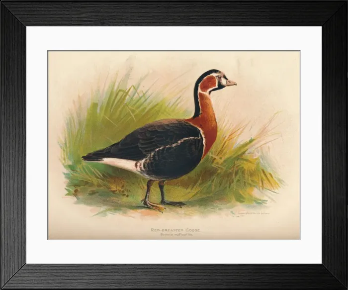 Framed Print : Red-Breasted Goose (Branta ruficollis), 1900, (1900). Artist: Charles Whymper Framed Print : Red-Breasted Goose (Branta ruficollis), 1900, (1900). Artist: Charles Whymper