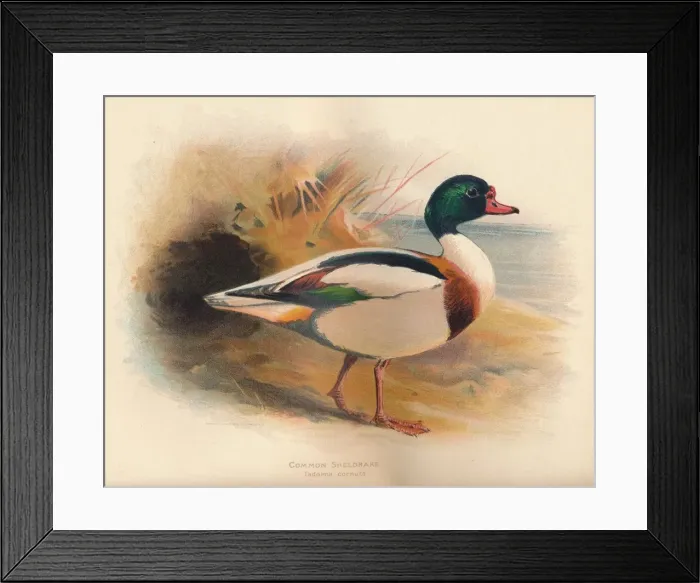 Framed Print : Common Sheldrake (Tadorna cornuta), 1900, (1900). Artist: Charles Whymper Framed Print : Common Sheldrake (Tadorna cornuta), 1900, (1900). Artist: Charles Whymper