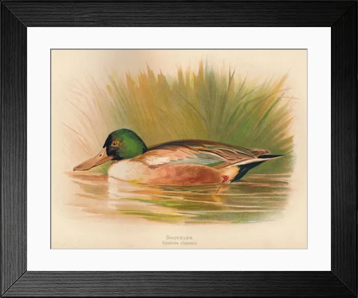 Framed Print : Shoveler (Spatula clypeata), 1900, (1900). Artist: Charles Whymper Framed Print : Shoveler (Spatula clypeata), 1900, (1900). Artist: Charles Whymper