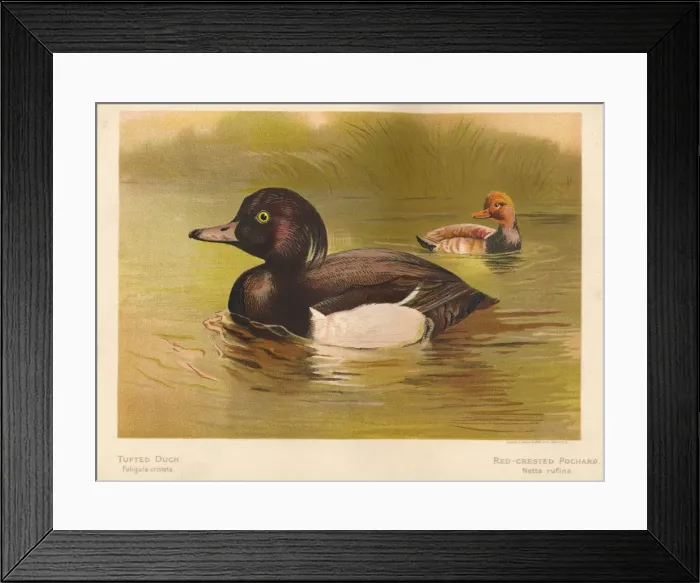 Framed Print : Tufted Duck (Fuligata cristata), Red-Crested Pochard (Netta rufina), 1900, (1900). Artist: Charles Whymper Framed Print : Tufted Duck (Fuligata cristata), Red-Crested Pochard (Netta rufina), 1900, (1900). Artist: Charles Whymper