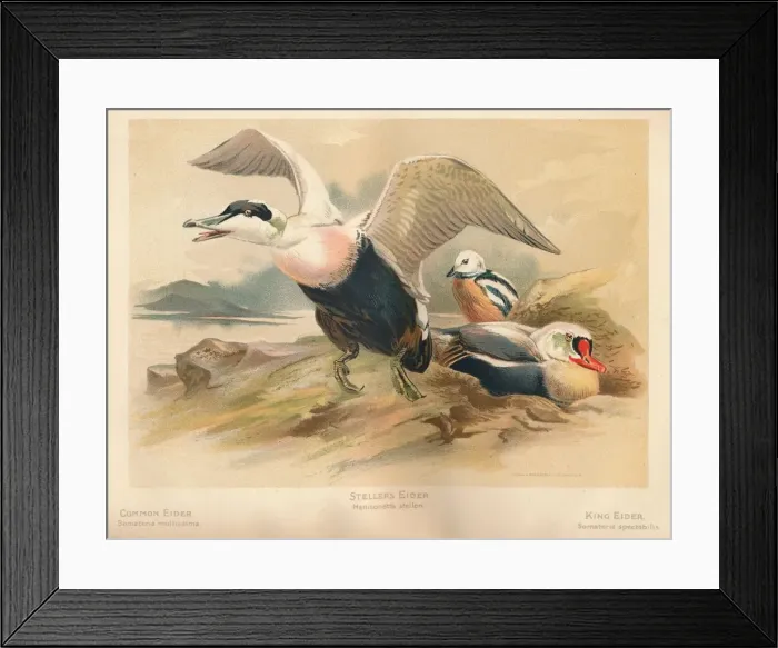 Framed Print : Common Eider (Somateria mollissima), Stellers Eider (Heniconnetta stelleri), King Eider (Somateria Artist: Charles Whymper Framed Print : Common Eider (Somateria mollissima), Stellers Eider (Heniconnetta stelleri), King Eider (Somateria Artist: Charles Whymper