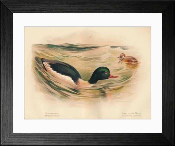 Framed Print : Goosander (Merganser castor), Harlequin Duck (Cosmonetta histrionica), 1900, (1900). Artist: Charles Whymper Framed Print : Goosander (Merganser castor), Harlequin Duck (Cosmonetta histrionica), 1900, (1900). Artist: Charles Whymper