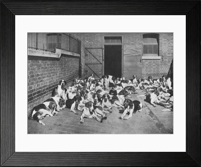 Framed Print : The Cottesmore Pack, c1902, (1903). Artist: Elliott & Fry