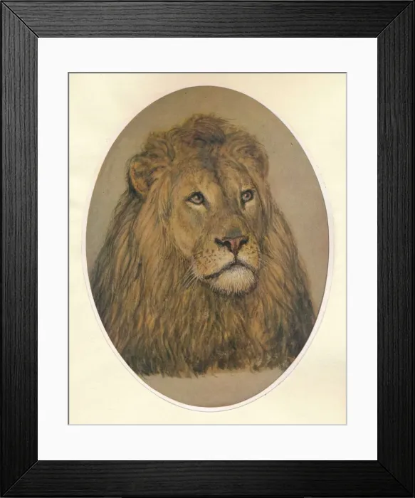 Framed Print : Lions Head, c1896. Artist: Frank Paton Framed Print : Lions Head, c1896. Artist: Frank Paton