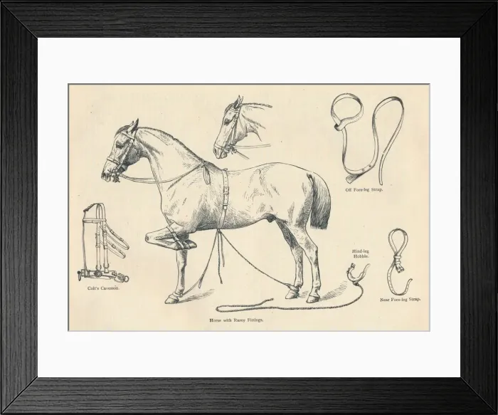 Framed Print : Horse with Rarey fittings, c1905 (c1910) Framed Print : Horse with Rarey fittings, c1905 (c1910)