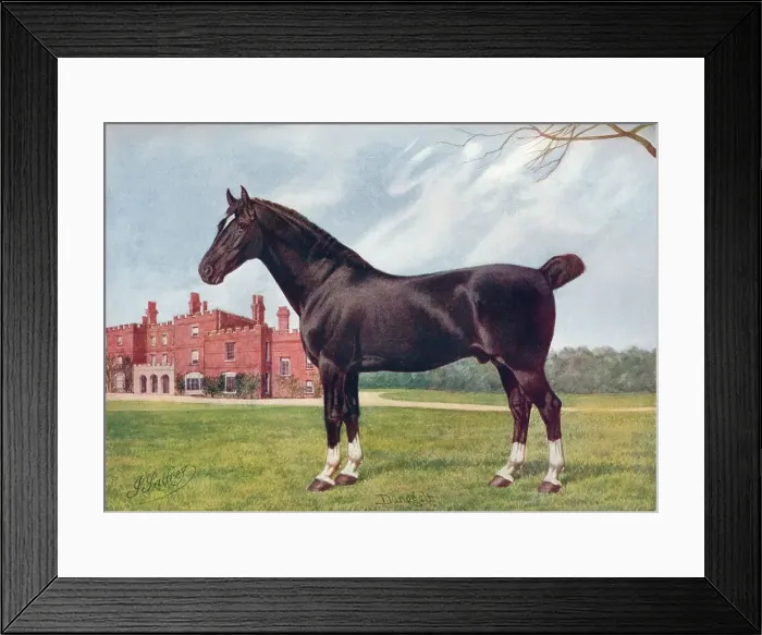 Framed Print : Hackney stallion Danegelt, c1905 (c1910). Artist: Henry Powell Palfrey Framed Print : Hackney stallion Danegelt, c1905 (c1910). Artist: Henry Powell Palfrey