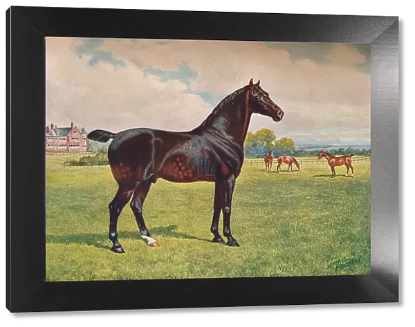 Hackney Pony stallion Berkeley Model, c1900 (c1910). Artist: Henry Powell Palfrey