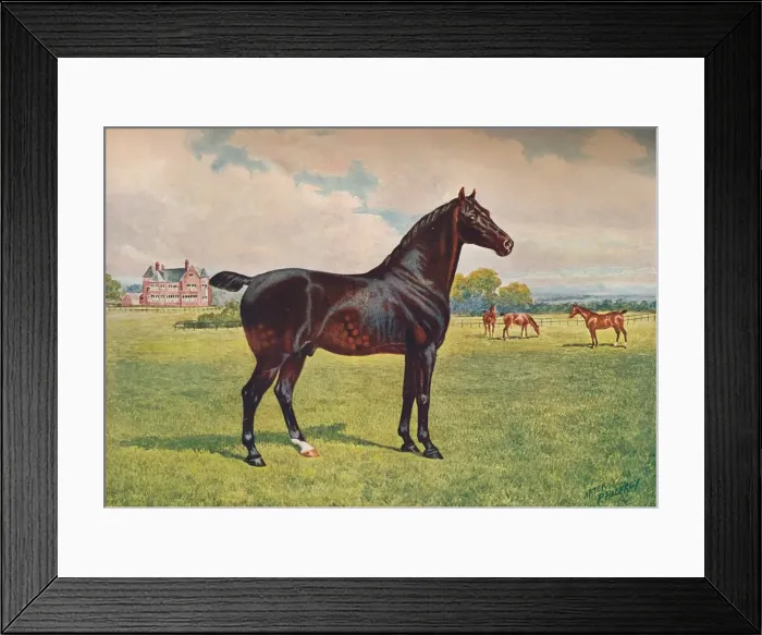 Framed Print : Hackney Pony stallion Berkeley Model, c1900 (c1910). Artist: Henry Powell Palfrey Framed Print : Hackney Pony stallion Berkeley Model, c1900 (c1910). Artist: Henry Powell Palfrey