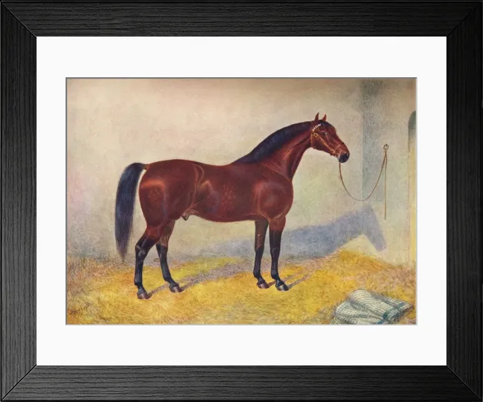 Framed Print : Cleveland Bay stallion Sultan, c1902 (c1910). Artist: Frank Babbage Framed Print : Cleveland Bay stallion Sultan, c1902 (c1910). Artist: Frank Babbage