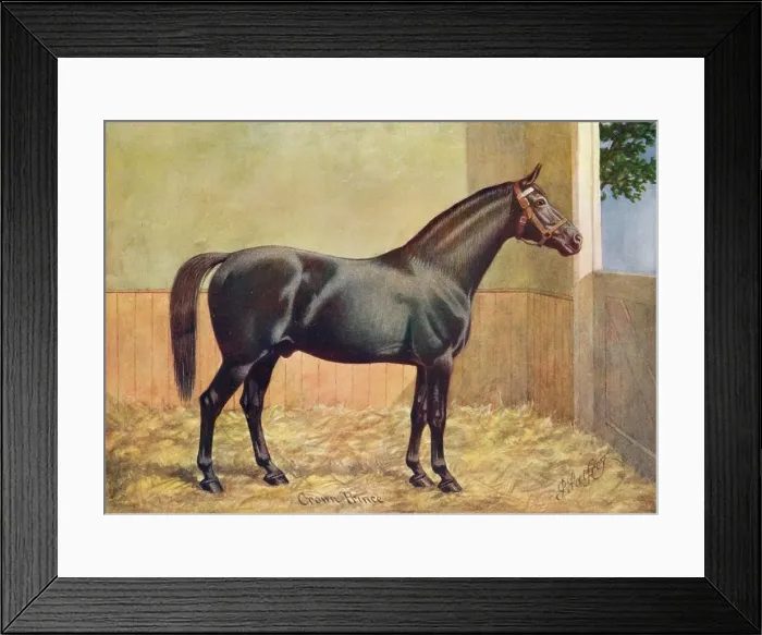 Framed Print : Yorkshire Coach Horse stallion Crown Prince, 1902 (c1910). Artist: Henry Powell Palfrey Framed Print : Yorkshire Coach Horse stallion Crown Prince, 1902 (c1910). Artist: Henry Powell Palfrey