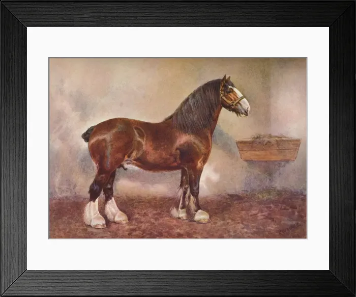 Framed Print : Clydedale stallion Prince of Albion, c1900 (c1910). Artist: Frank Babbage Framed Print : Clydedale stallion Prince of Albion, c1900 (c1910). Artist: Frank Babbage
