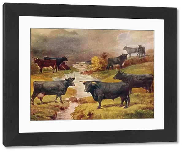 Welsh Black cattle, c1906 (c1910)