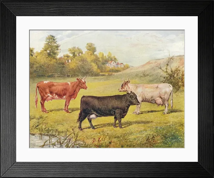 Framed Print : Polled Aberdeen and Ayrshire cows, 1902 (1910). Artist: WR Woods Framed Print : Polled Aberdeen and Ayrshire cows, 1902 (1910). Artist: WR Woods
