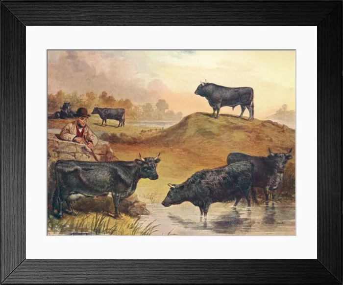 Framed Print : Kerry cattle, c1903 (c1910). Artist: WA Woods Framed Print : Kerry cattle, c1903 (c1910). Artist: WA Woods