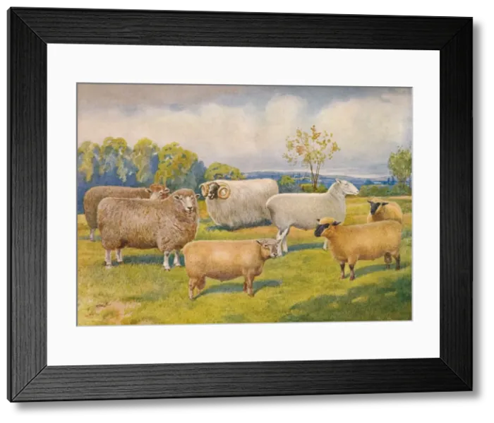 Framed Print : Breeds of sheep, c1902 (c1910). Artist: Frank Babbage Framed Print : Breeds of sheep, c1902 (c1910). Artist: Frank Babbage
