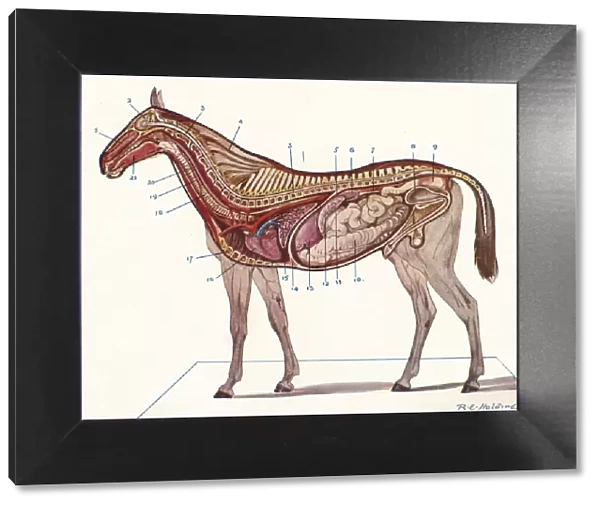 Vertical section of the body of a horse, c1907 (c1910). Artist: RE Holding
